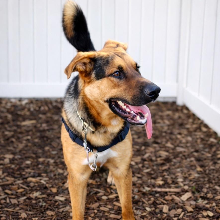 Trooper, a Adoptable mixed breed in Long Beach, WA image 2/2