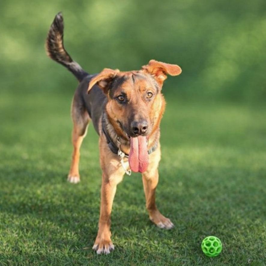 Trooper, a Adoptable mixed breed in Long Beach, WA image 1/2