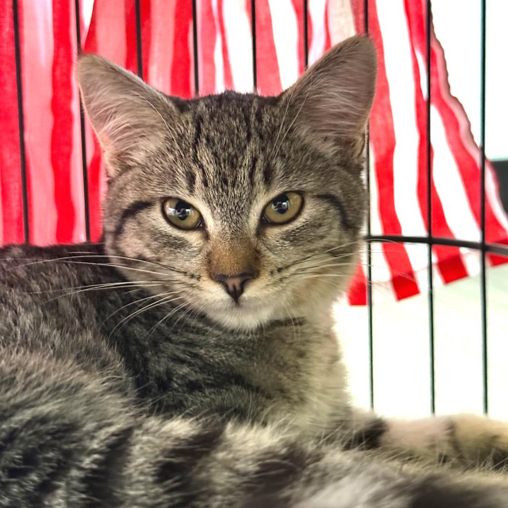 Enlarge Serendipity, a Adoptable Domestic Short Hair in Redwood Valley, CA image 1/3