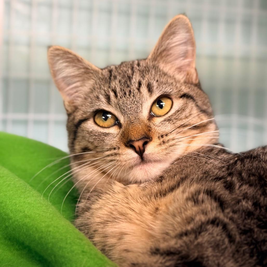 Enlarge Serendipity, a Adoptable Domestic Short Hair in Redwood Valley, CA image 2/3