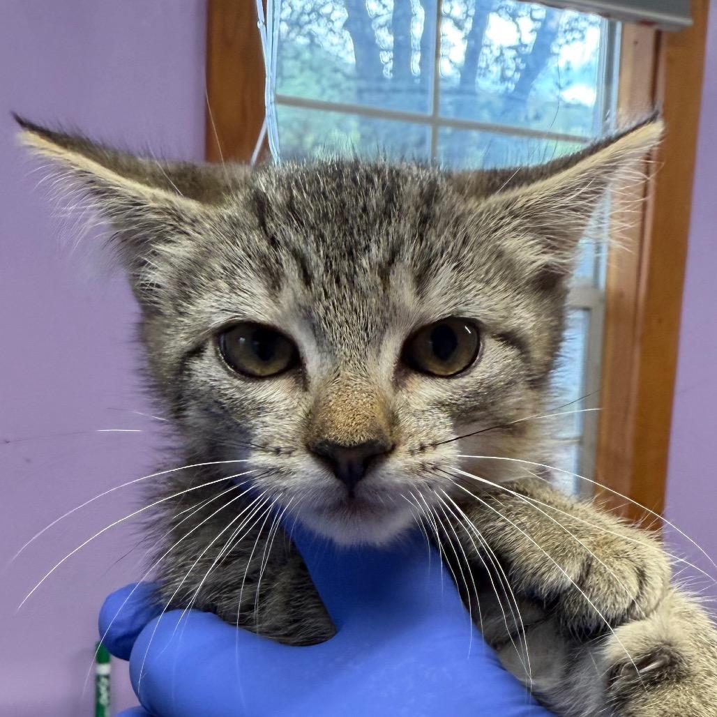 Enlarge Serendipity, a Adoptable Domestic Short Hair in Redwood Valley, CA image 3/3