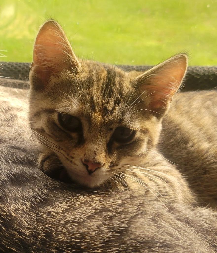 Enlarge Terra / Jupiter, a Adoptable mixed breed in Shelton, WA image 2/2