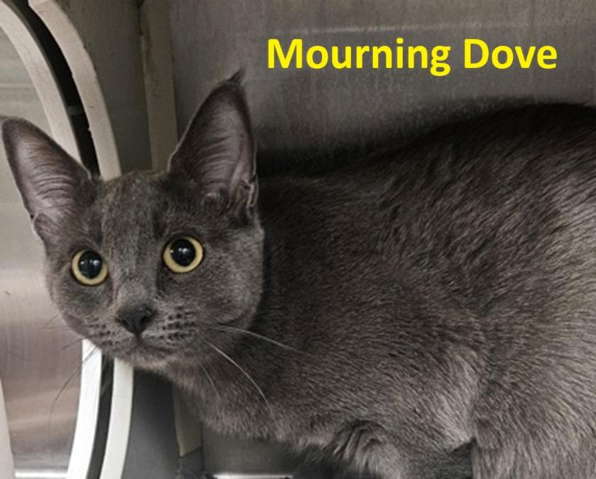 Mourning Dove, ADOPTABLE, Adult Female Domestic Short Hair.
