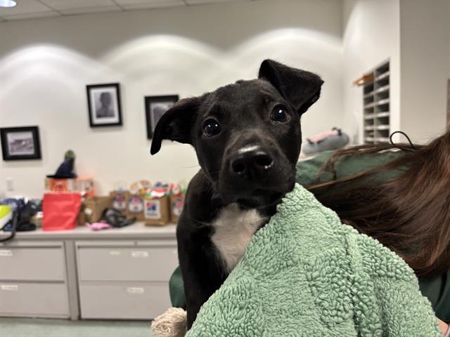 KAI, Adoptable, Puppy Male Pit Bull Terrier.