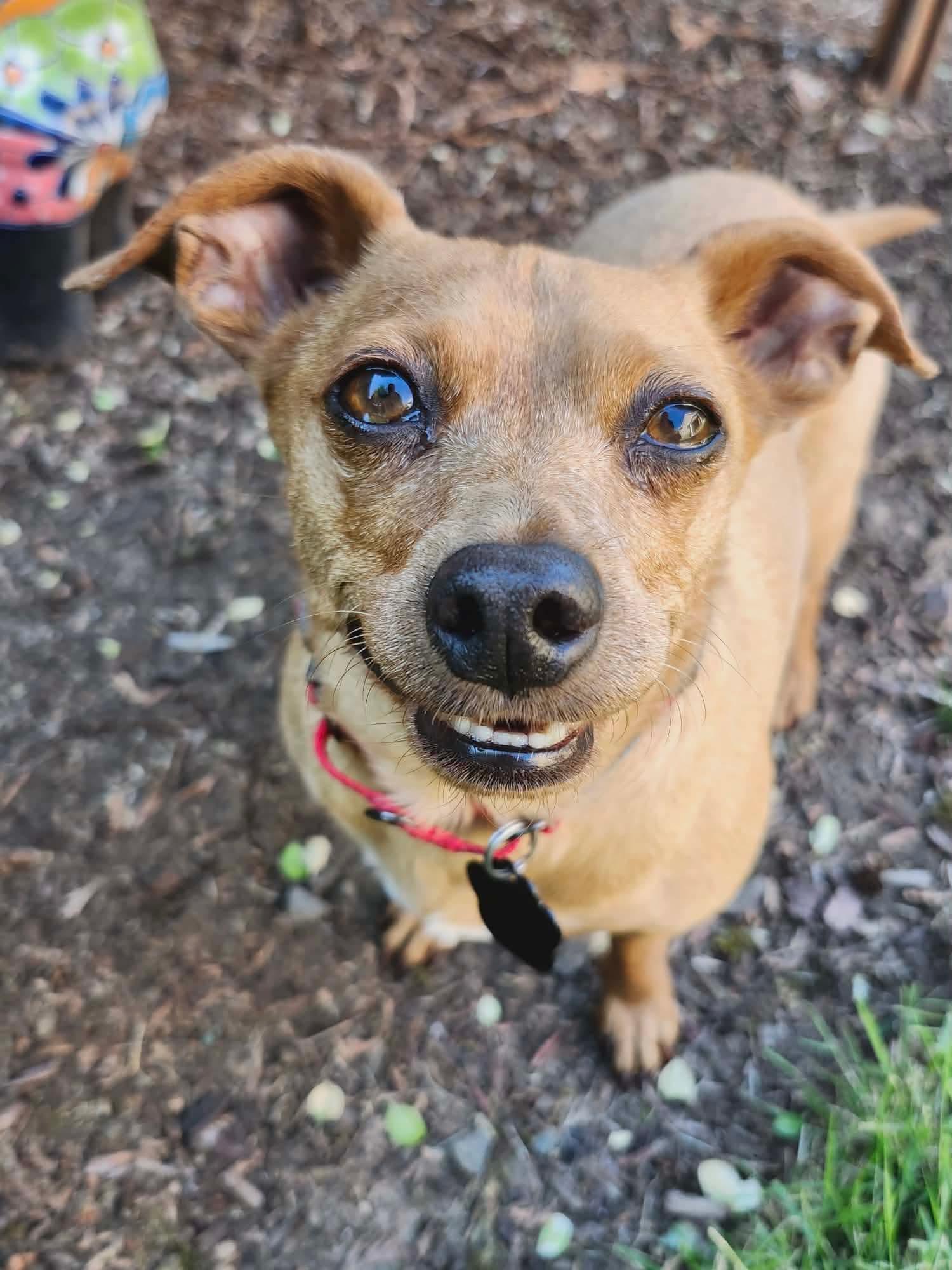 Yoda, a ADOPTABLE mixed breed in Beavercreek, OR image 1/6