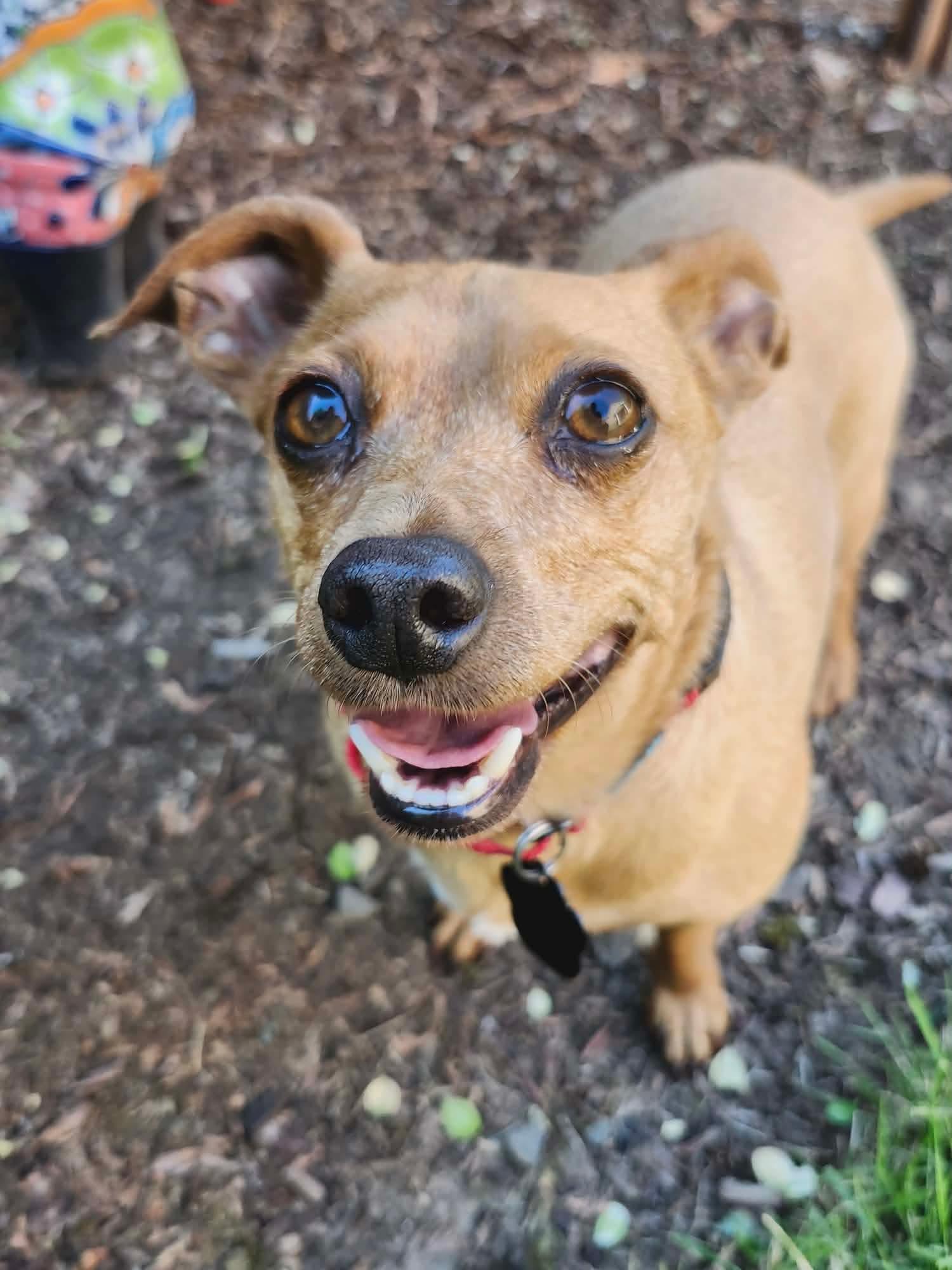 Yoda, a ADOPTABLE mixed breed in Beavercreek, OR image 2/6