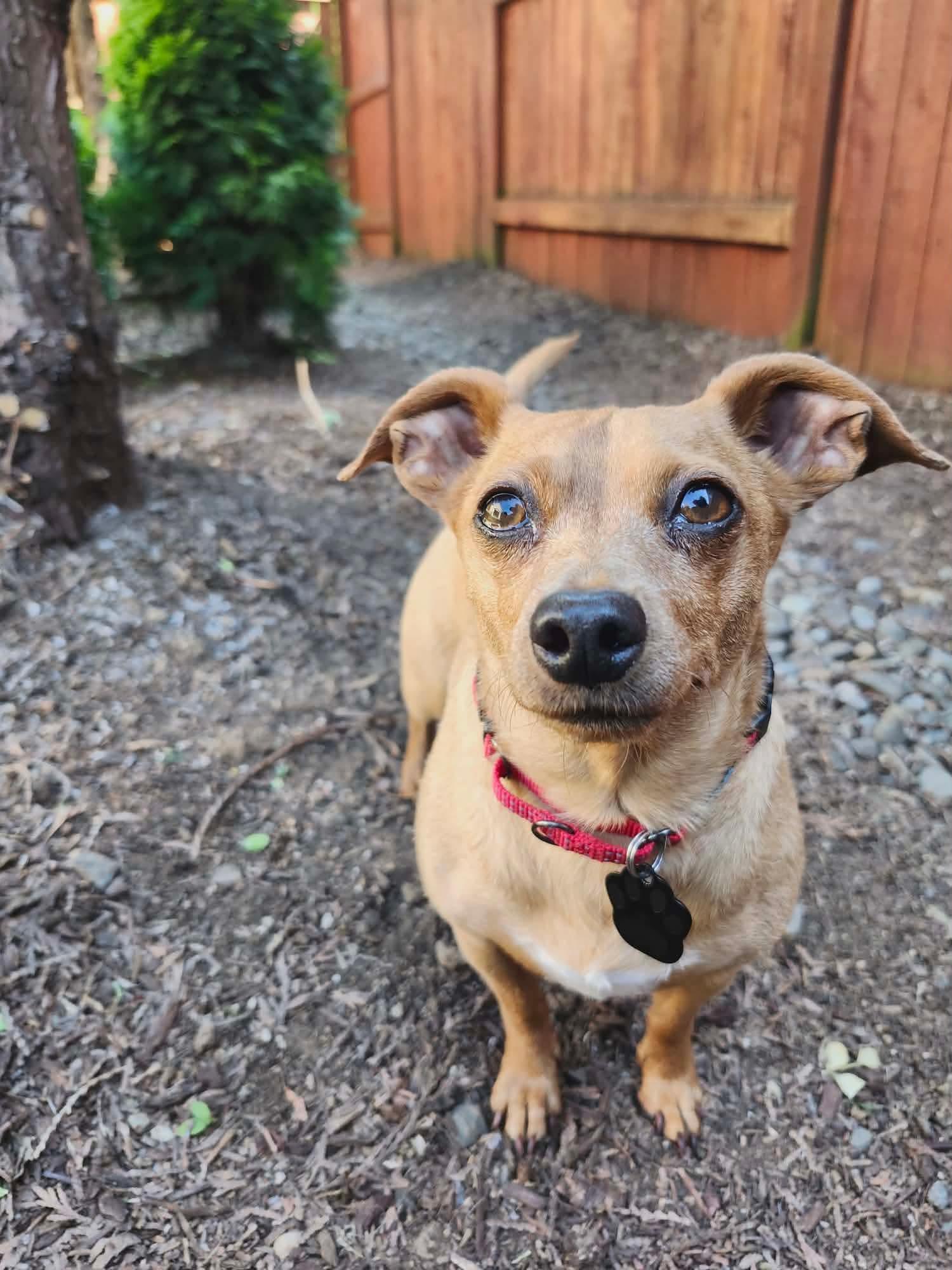Yoda, a ADOPTABLE mixed breed in Beavercreek, OR image 6/6