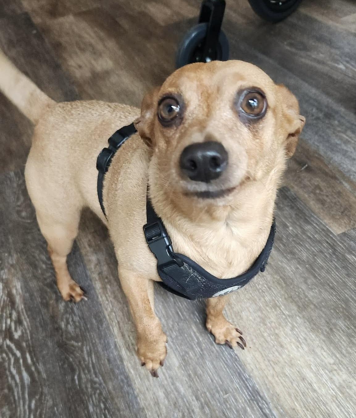Yoda, a ADOPTABLE mixed breed in Beavercreek, OR image 3/6
