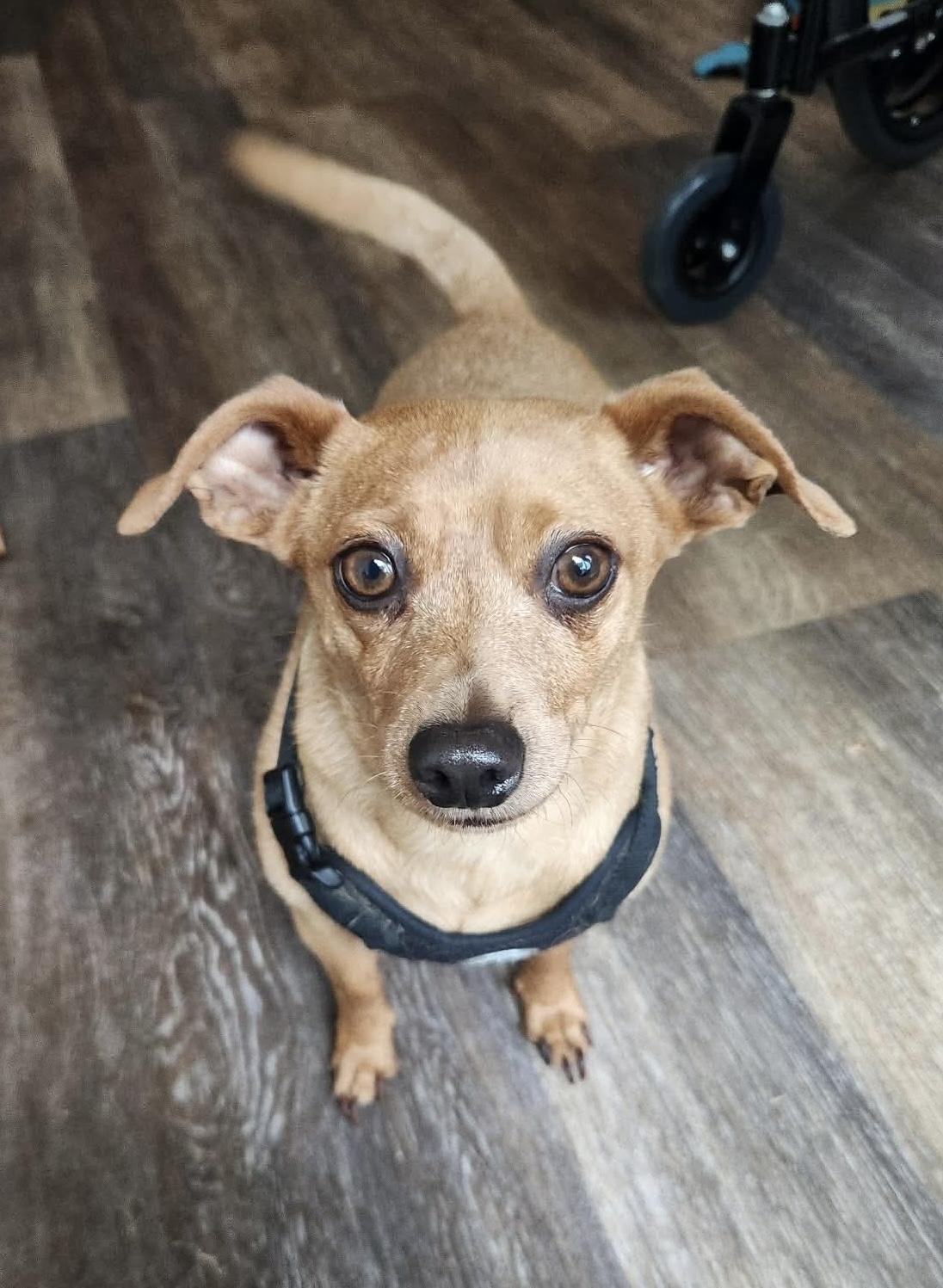 Yoda, a ADOPTABLE mixed breed in Beavercreek, OR image 4/6