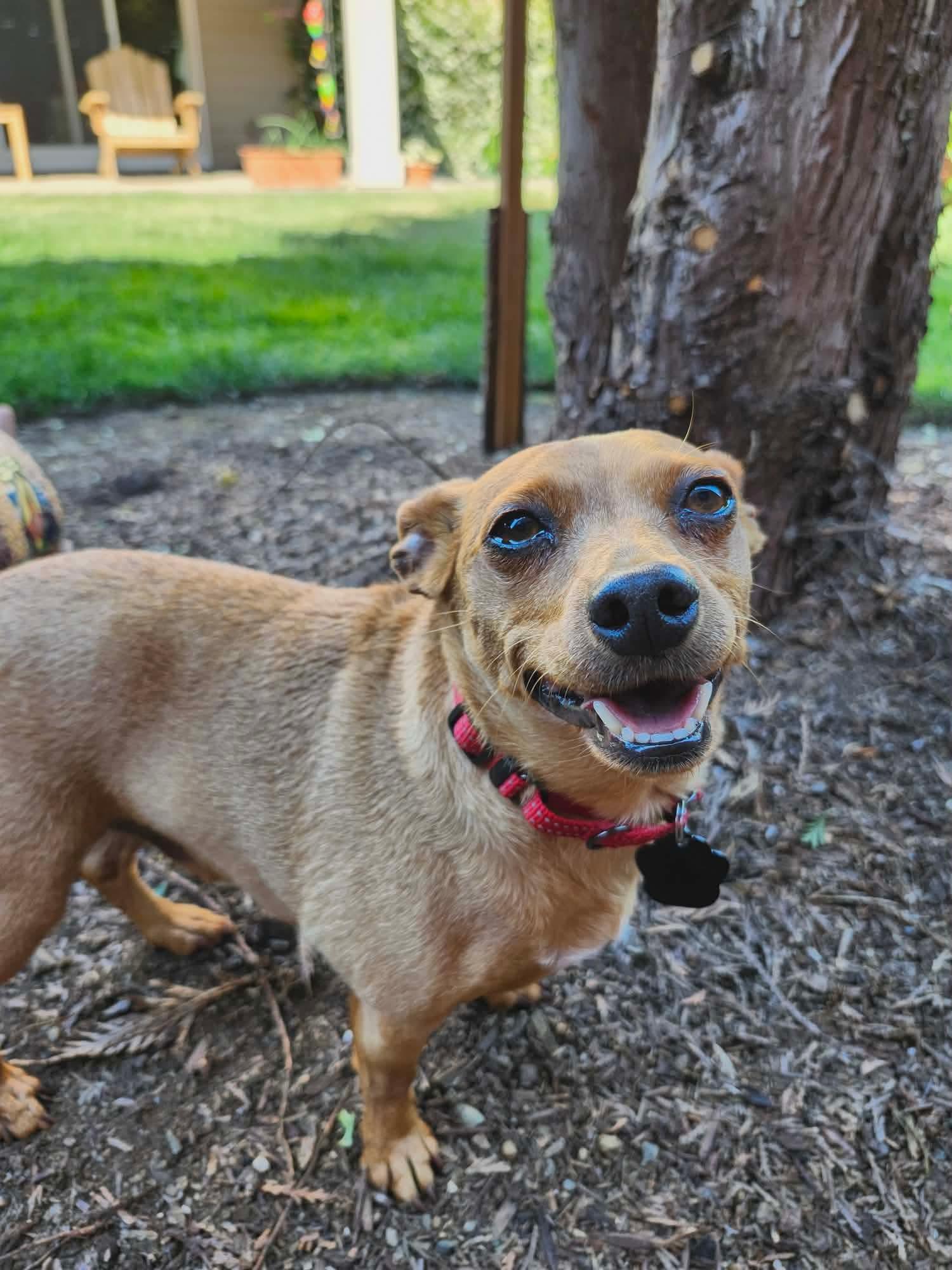 Yoda, a ADOPTABLE mixed breed in Beavercreek, OR image 5/6