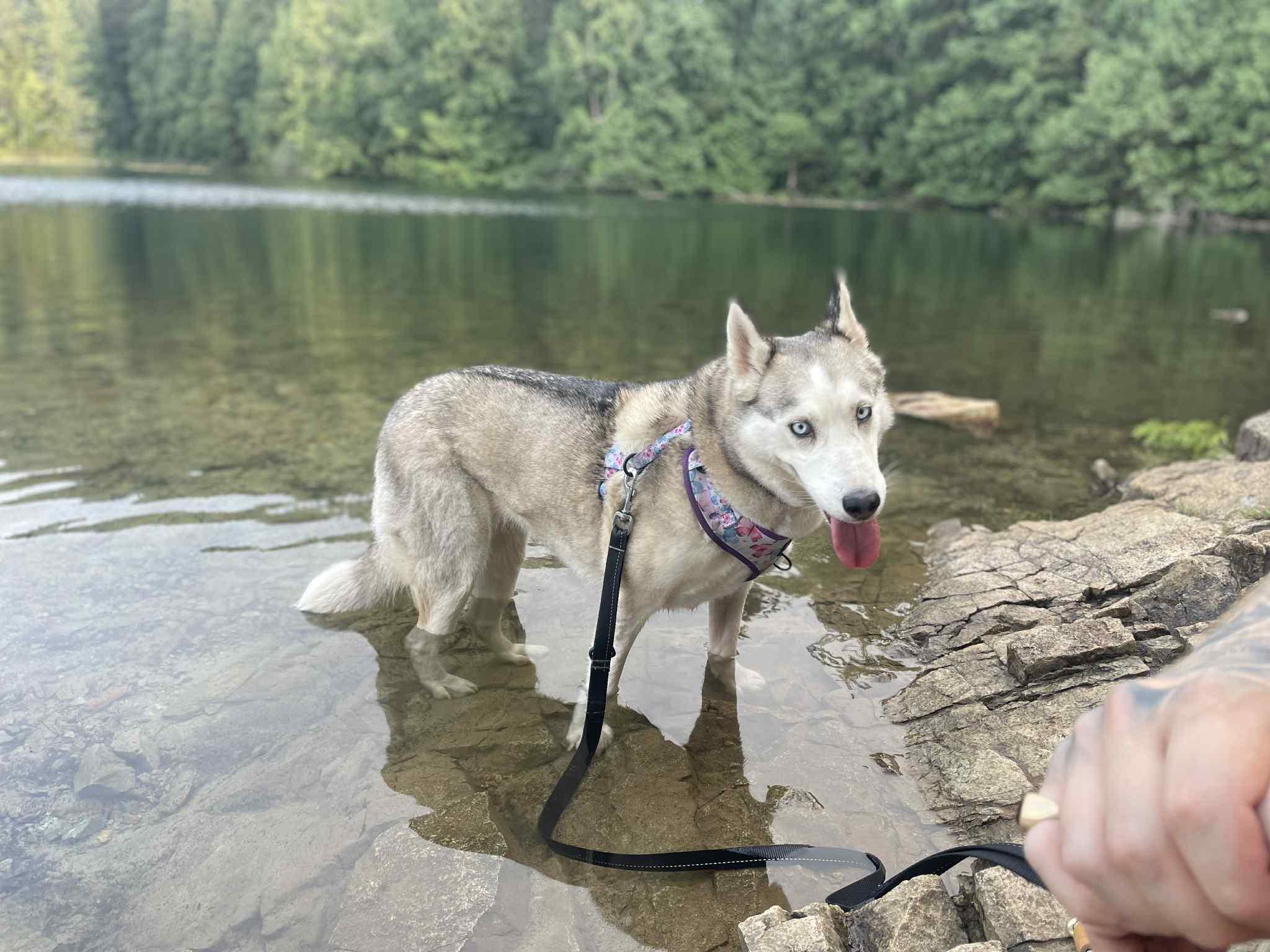 Enlarge Matilda, a Adoptable Siberian Husky in Langley, BC image 3/6