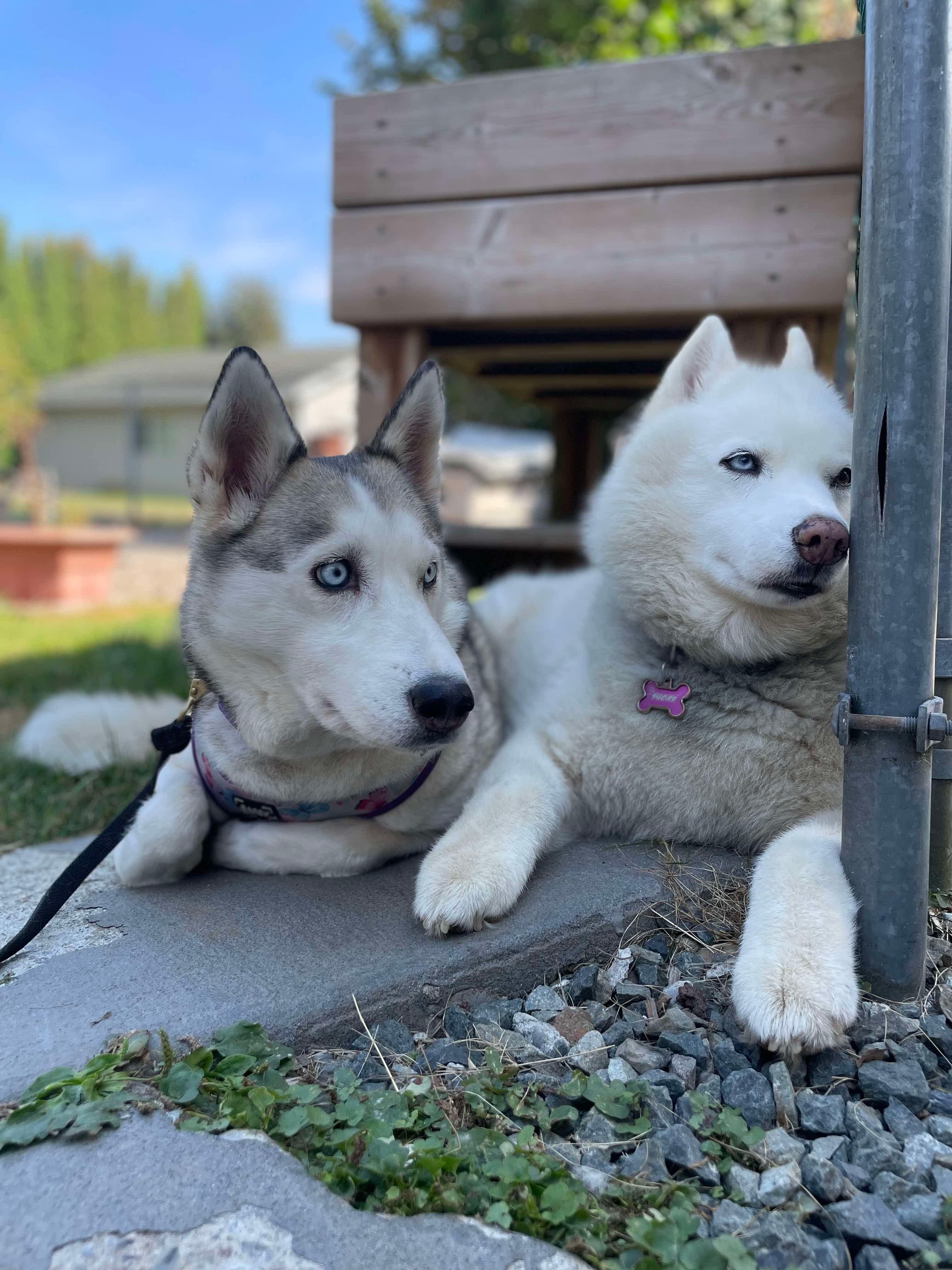 Matilda, an adoptable Siberian Husky in Langley, BC, V3A 4C4 | Photo Image 4