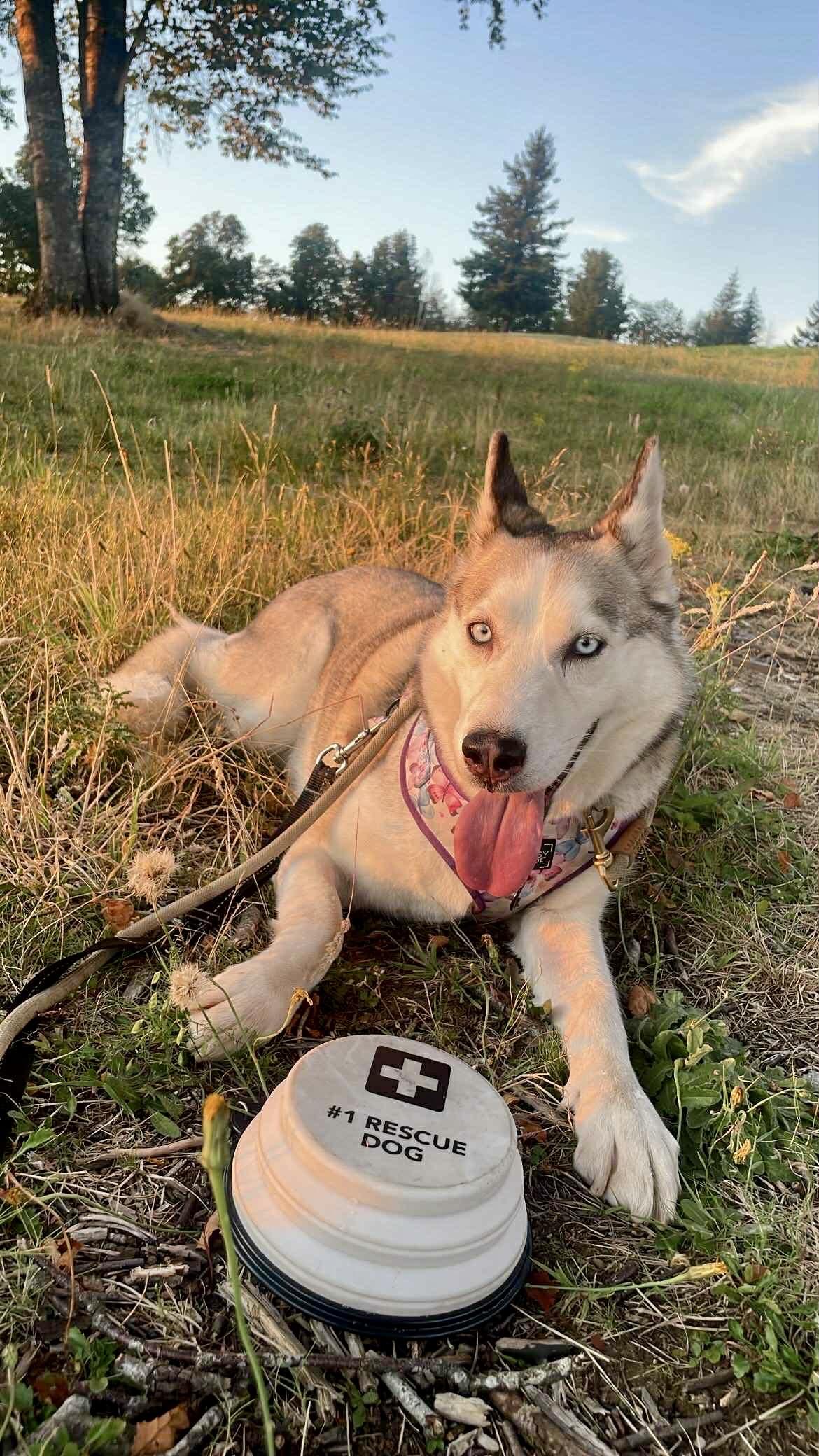 Matilda, an adoptable Siberian Husky in Langley, BC, V3A 4C4 | Photo Image 1