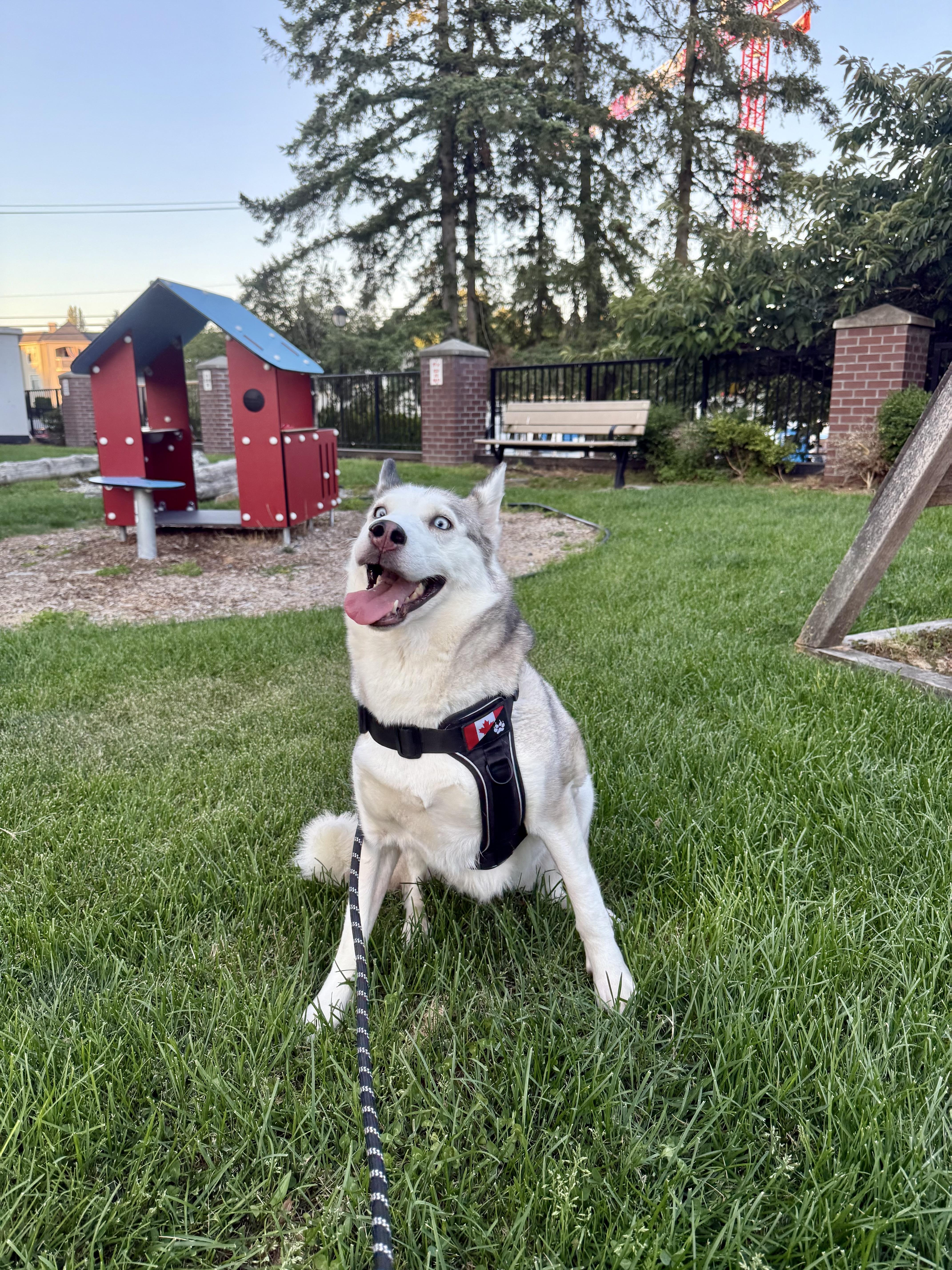 Enlarge Matilda, a Adoptable Siberian Husky in Langley, BC image 2/6