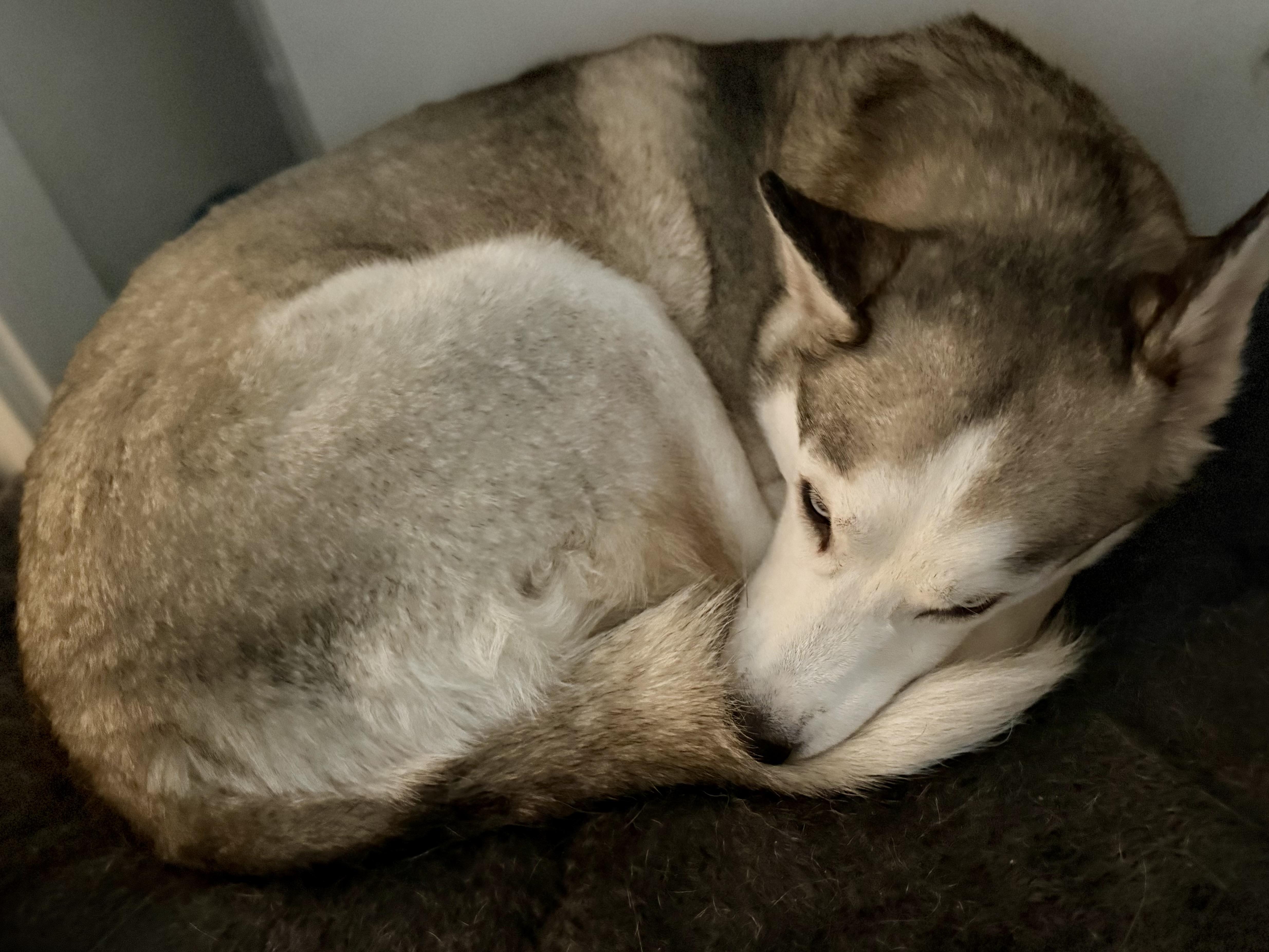 Matilda, an adoptable Siberian Husky in Langley, BC, V3A 4C4 | Photo Image 6