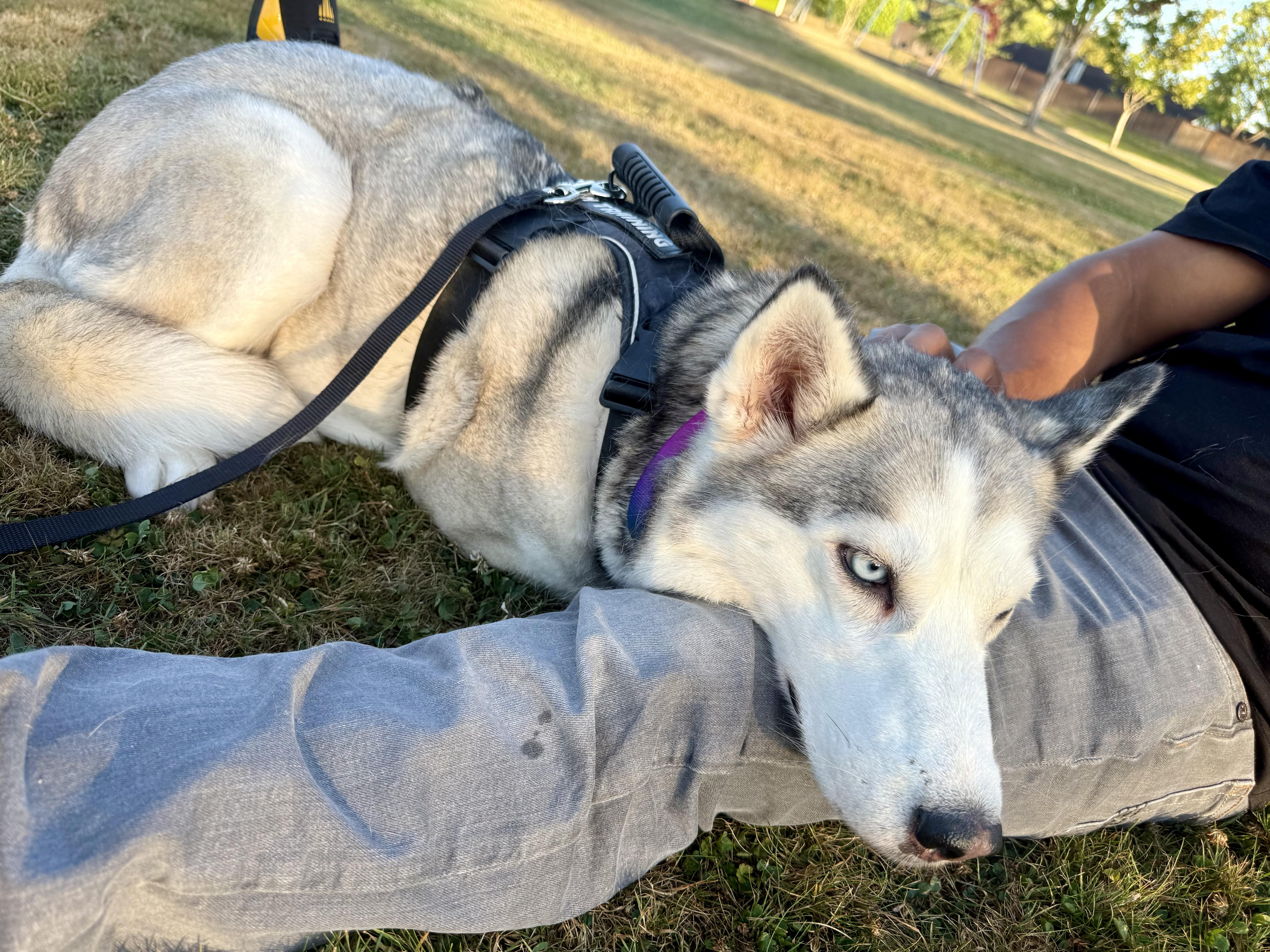 Enlarge Matilda, a Adoptable Siberian Husky in Langley, BC image 4/6