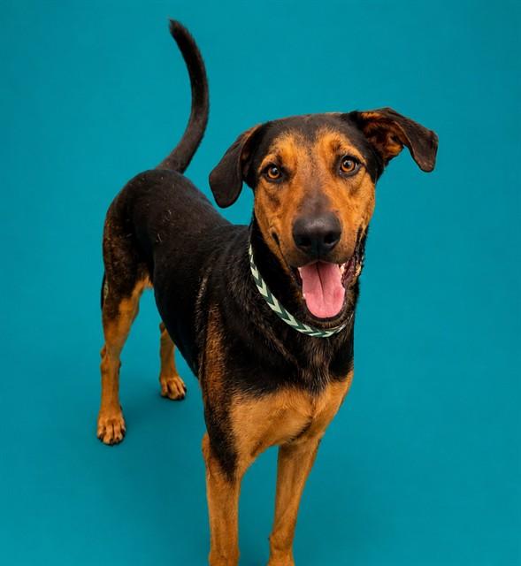 Enlarge ANGEL, a Adoptable mixed breed in Pearland, TX image 1/1