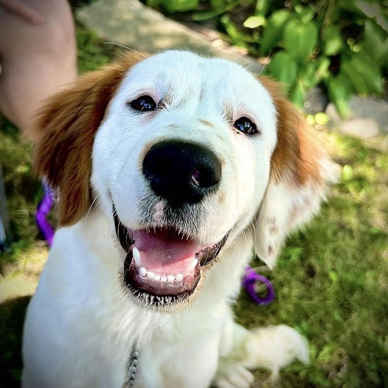 Molly, a ADOPTABLE mixed breed in Blue Earth, MN image 1/2