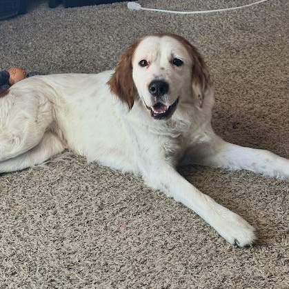 Molly, a ADOPTABLE mixed breed in Blue Earth, MN image 2/2