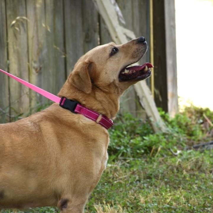 Enlarge Audrey, a Adoptable mixed breed in Sandy Hook, CT image 3/5