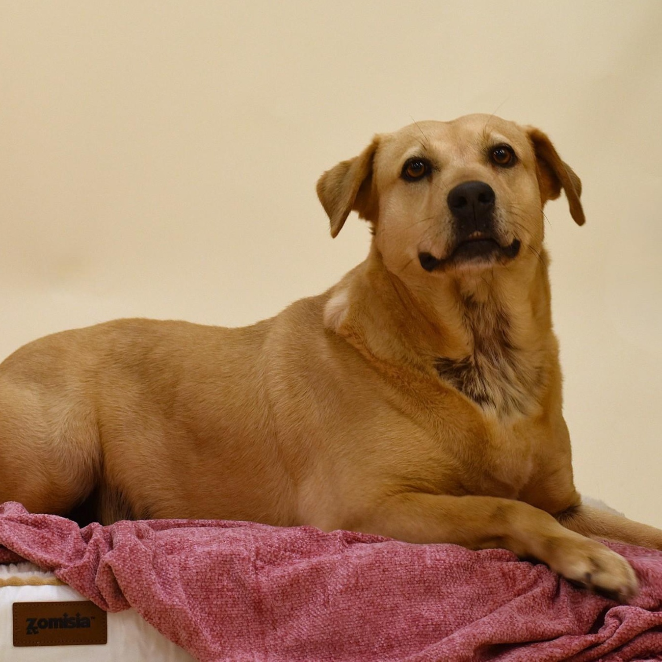 Enlarge Audrey, a Adoptable mixed breed in Sandy Hook, CT image 2/5