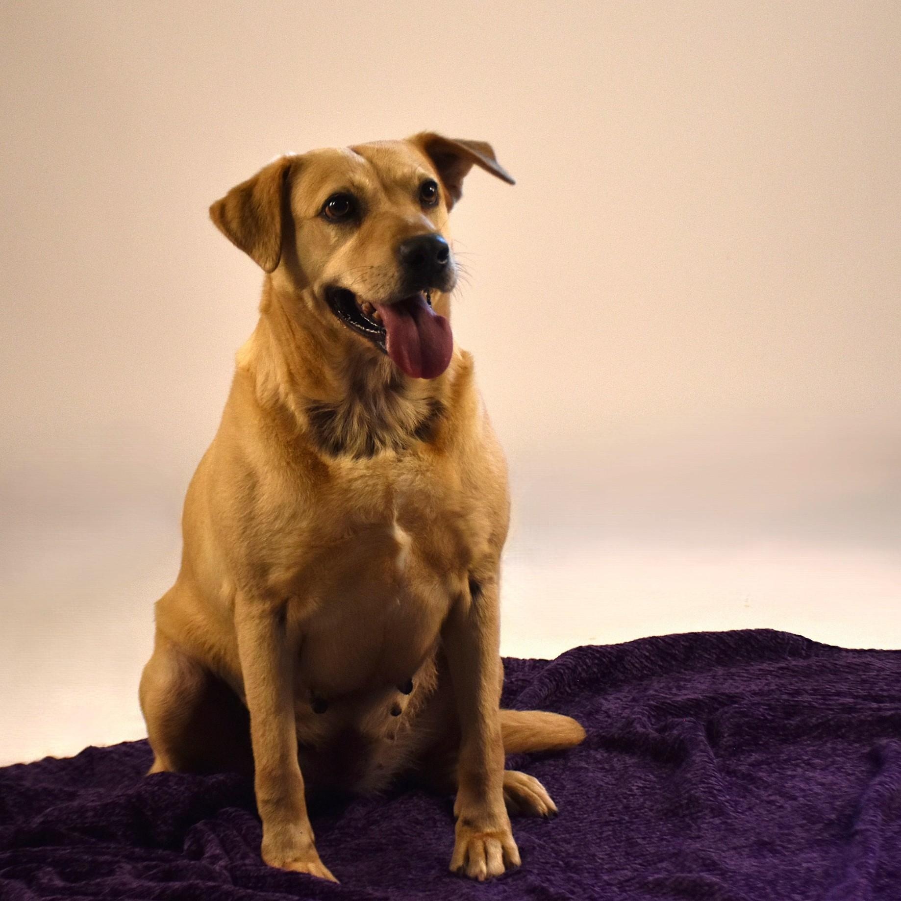 Enlarge Audrey, a Adoptable mixed breed in Sandy Hook, CT image 4/5