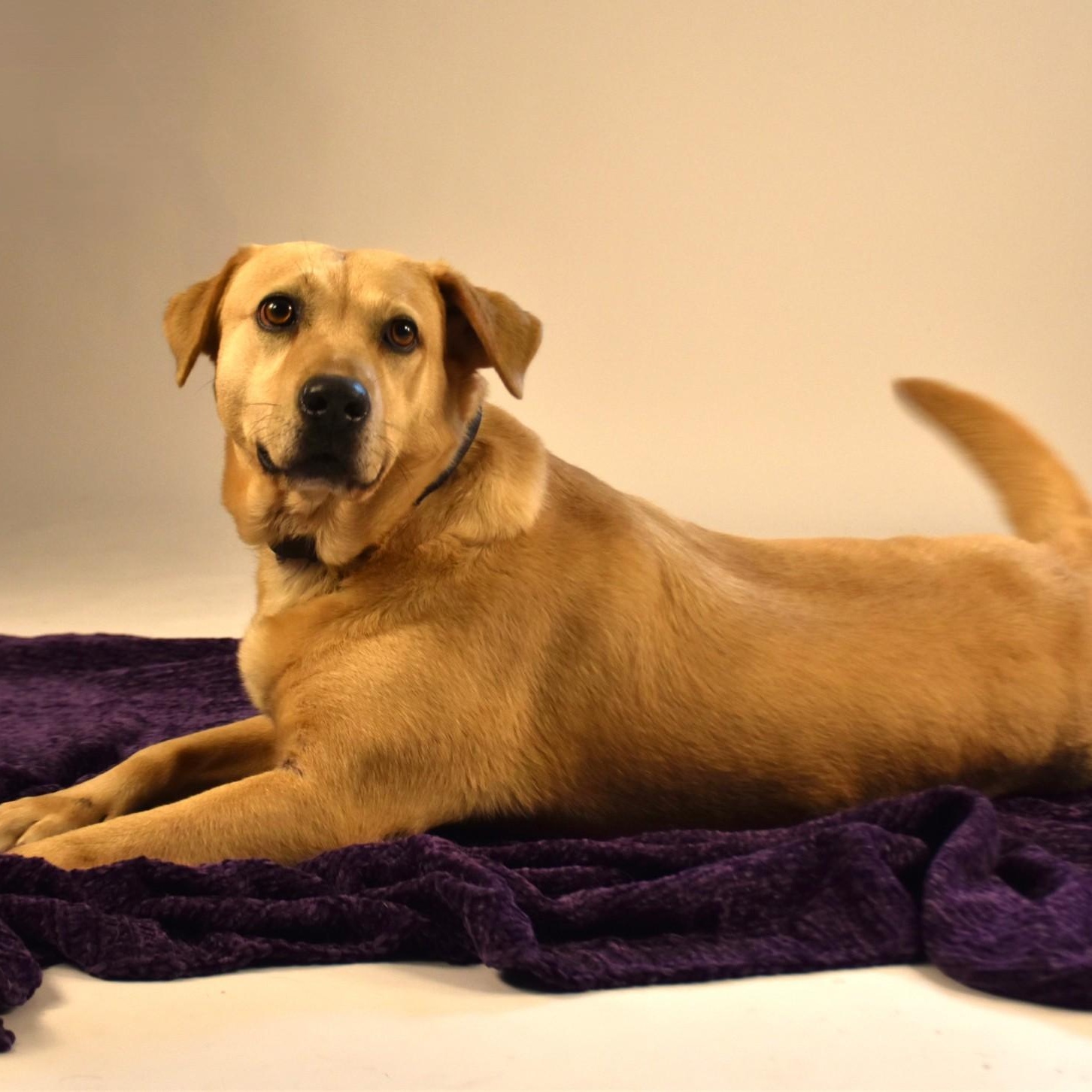 Enlarge Audrey, a Adoptable mixed breed in Sandy Hook, CT image 1/5