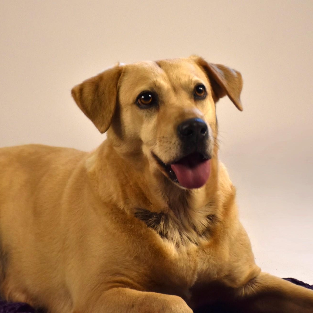 Enlarge Audrey, a Adoptable mixed breed in Sandy Hook, CT image 5/5