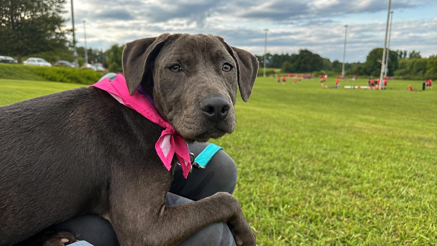 Ruthie, adopted, Puppy Female American Staffordshire Terrier.