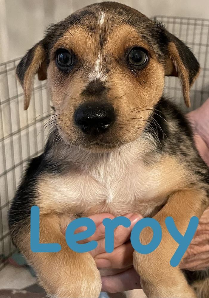 Lacey -  Leroy, Adoptable, Adult Male Fox Terrier & Shepherd.