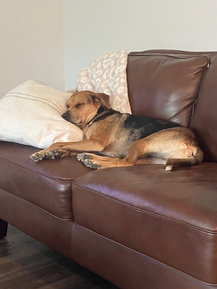 Enlarge Lacey -  Leroy, a Adoptable mixed breed in Bonita, CA image 2/4