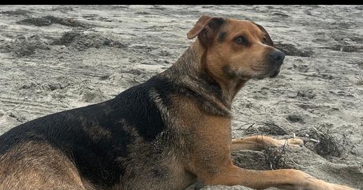 Enlarge Lacey -  Leroy, a Adoptable mixed breed in Bonita, CA image 3/4