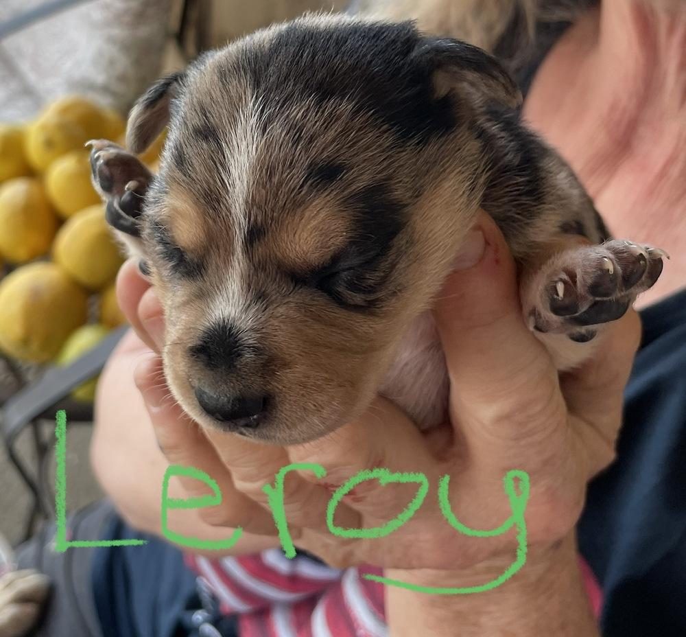 Enlarge Lacey -  Leroy, a Adoptable mixed breed in Bonita, CA image 4/4
