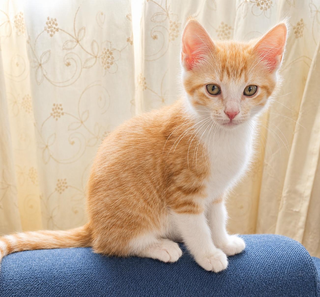Gordon, a Adoptable Tabby in Pickerington, OH image 2/2