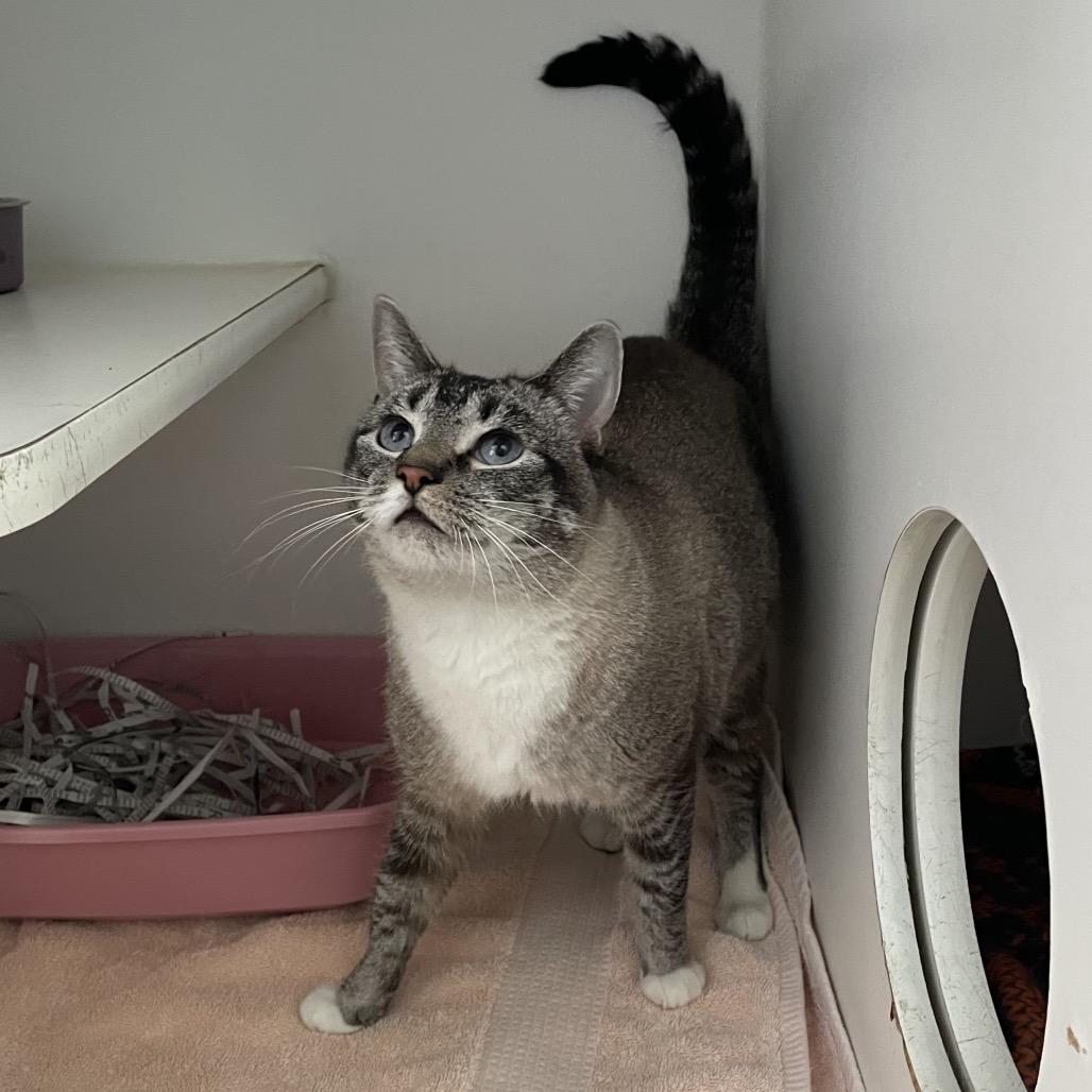 Enlarge Hemmie, a Adoptable Snowshoe in Philadelphia, PA image 1/6