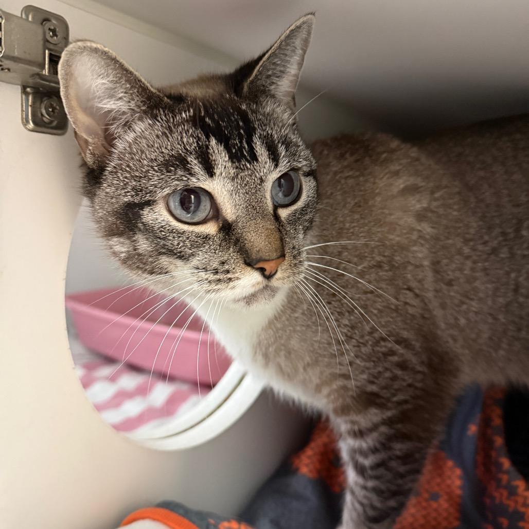 Enlarge Hemmie, a Adoptable Snowshoe in Philadelphia, PA image 2/6