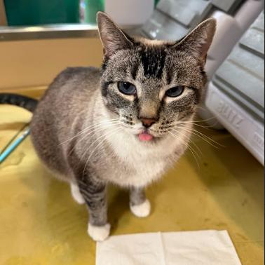 Enlarge Hemmie, a Adoptable Snowshoe in Philadelphia, PA image 3/6