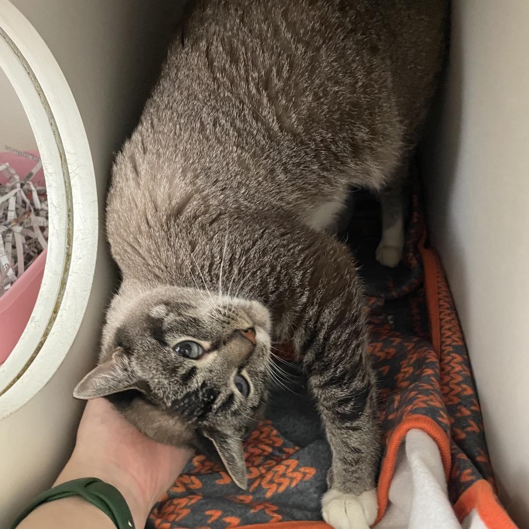 Enlarge Hemmie, a Adoptable Snowshoe in Philadelphia, PA image 5/6