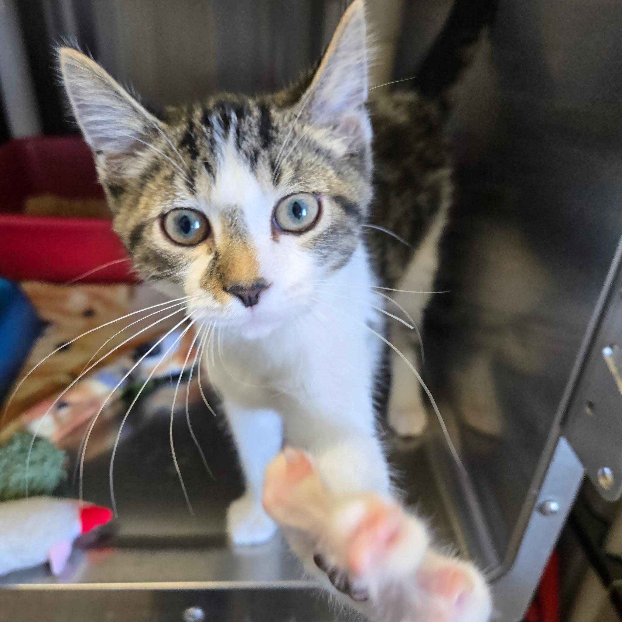 Carter, adopted, Kitten Male Domestic Short Hair.