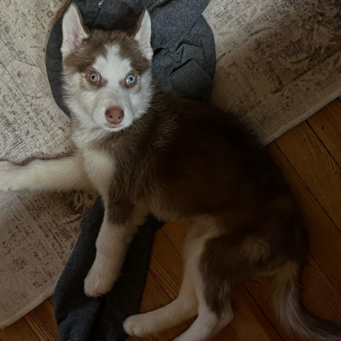 Kaya, a ADOPTABLE Siberian Husky in hilton, NY image 5/5