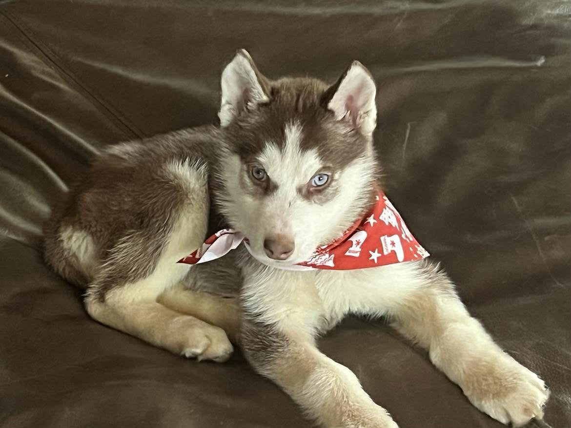Kaya, a ADOPTABLE Siberian Husky in hilton, NY image 4/5