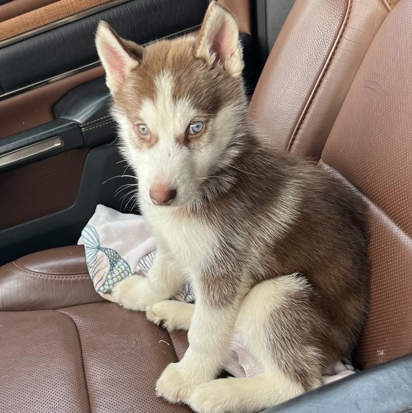 Kaya, a ADOPTABLE Siberian Husky in hilton, NY image 3/5