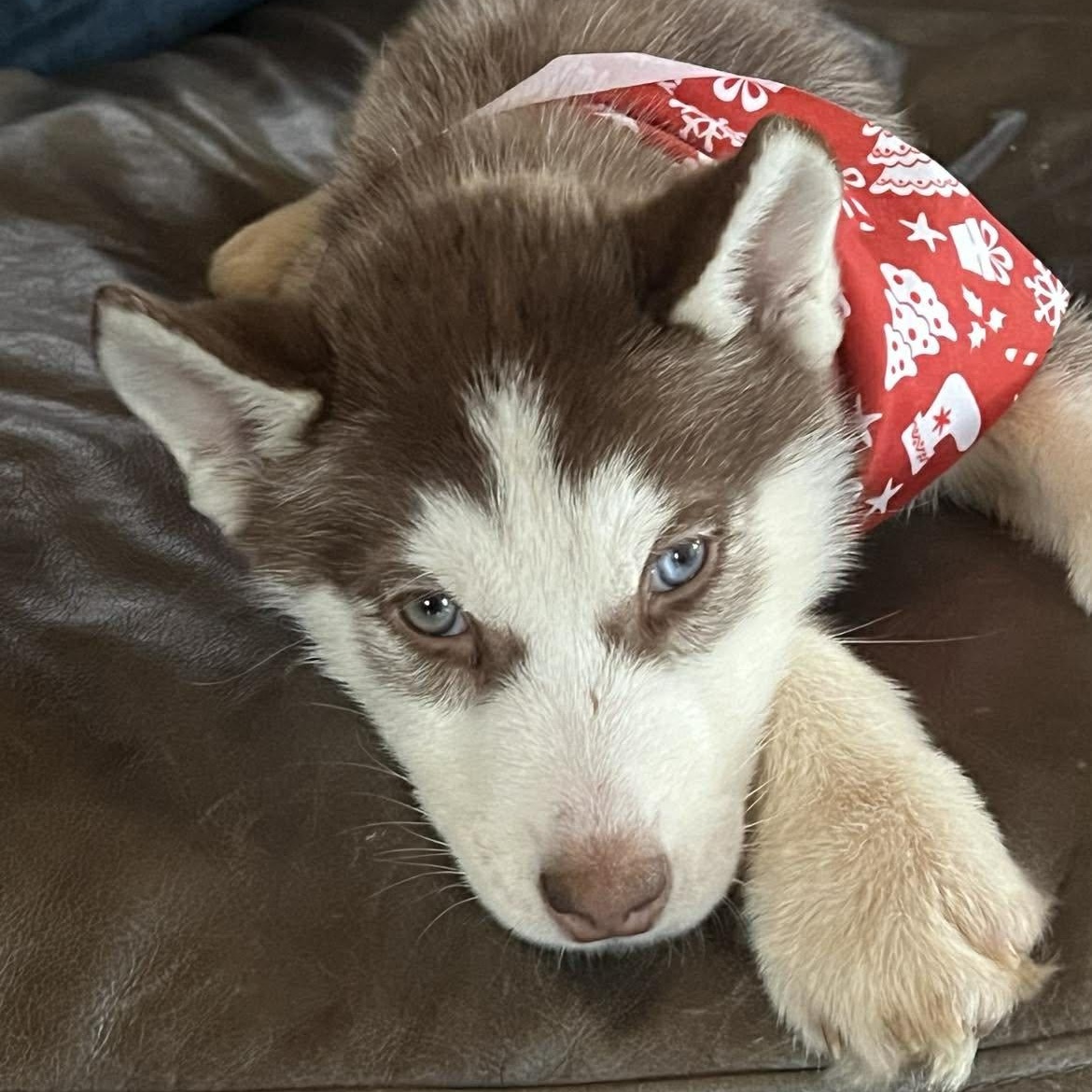 Kaya, a ADOPTABLE Siberian Husky in hilton, NY image 2/5