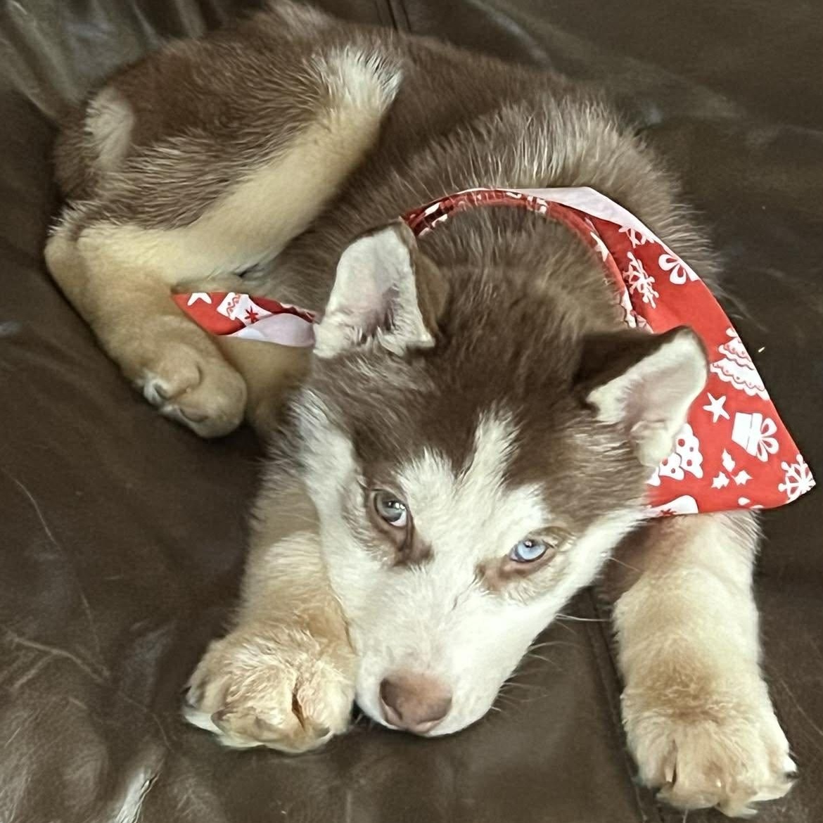 Kaya, ADOPTABLE, Young Female Siberian Husky.