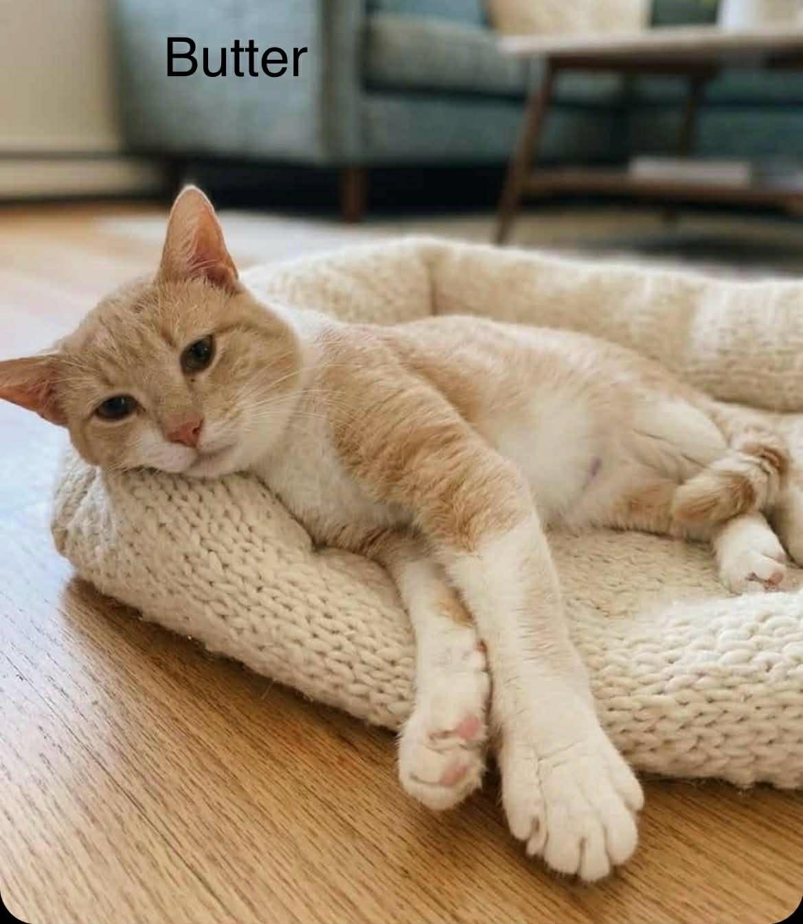 Enlarge Butter ~ Adopted 3/28/26, an adopted Tabby in Livonia, MI image 2/4