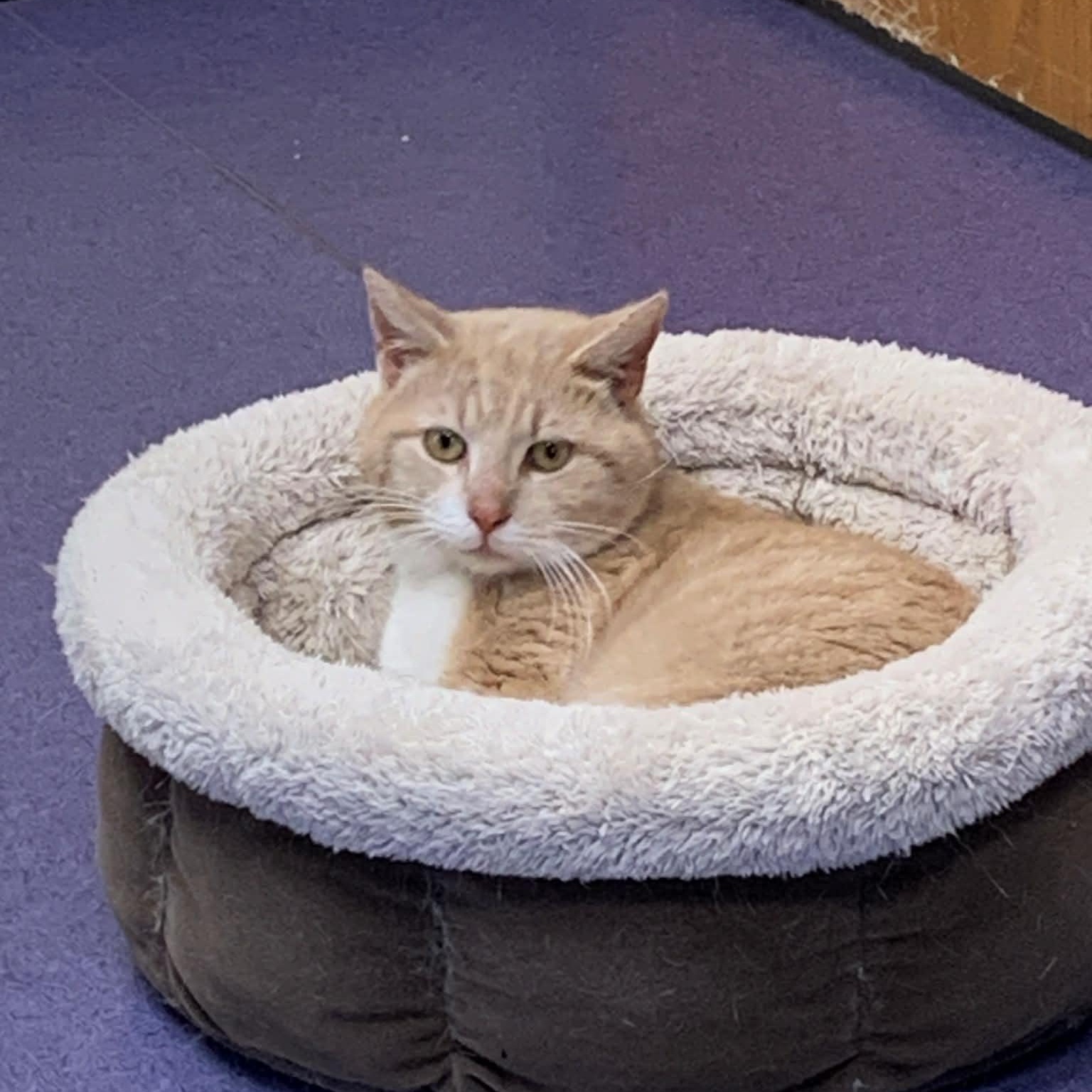 Enlarge Butter ~ Adopted 3/28/26, an adopted Tabby in Livonia, MI image 3/4