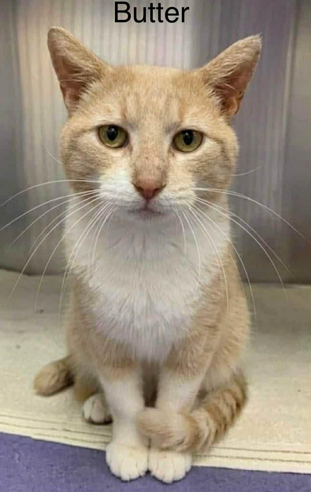 Enlarge Butter ~ Adopted 3/28/26, an adopted Tabby in Livonia, MI image 1/4