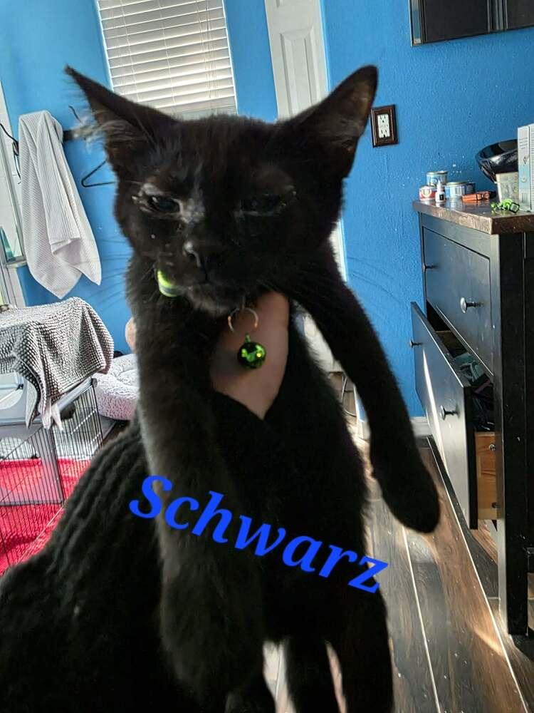 Enlarge Schwarz, a Adoptable Domestic Short Hair in Orlando, FL image 1/1