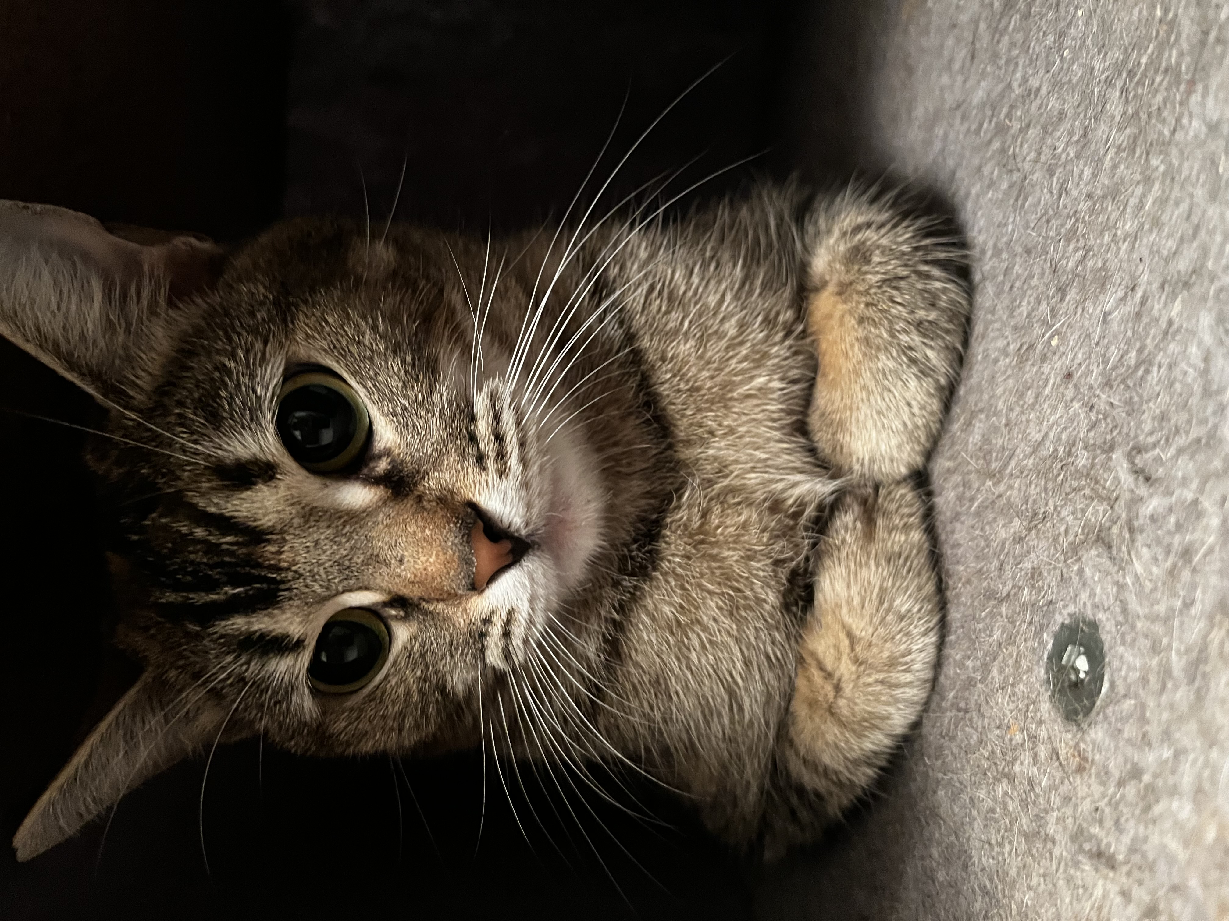 Enlarge Buttercup, a Adoptable Tabby in Tallahassee, FL image 1/3