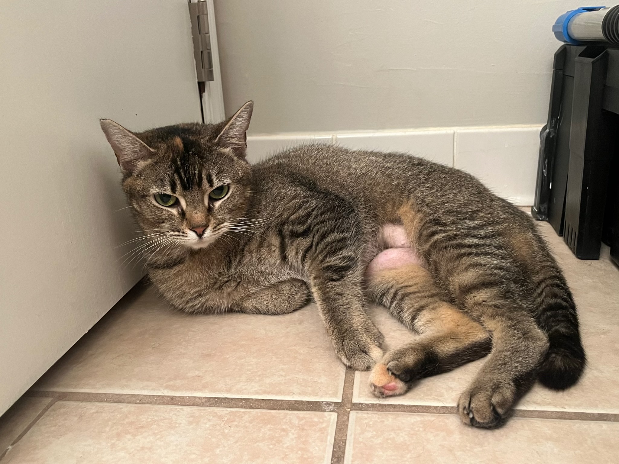 Enlarge Buttercup, a Adoptable Tabby in Tallahassee, FL image 2/3